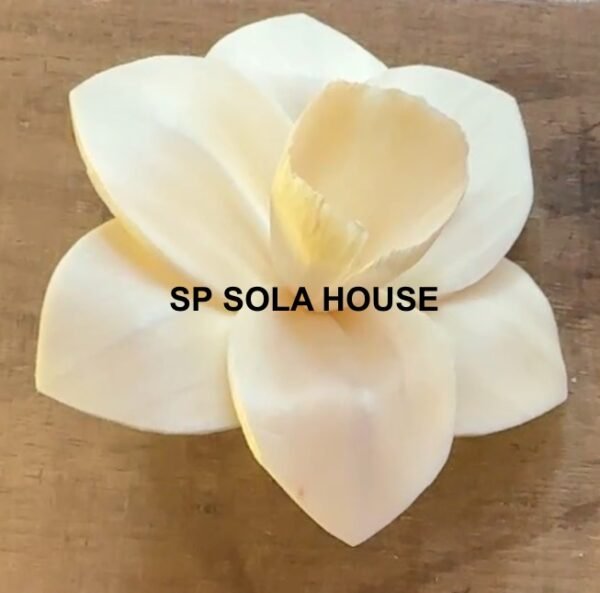 Daffodil Sola Flower