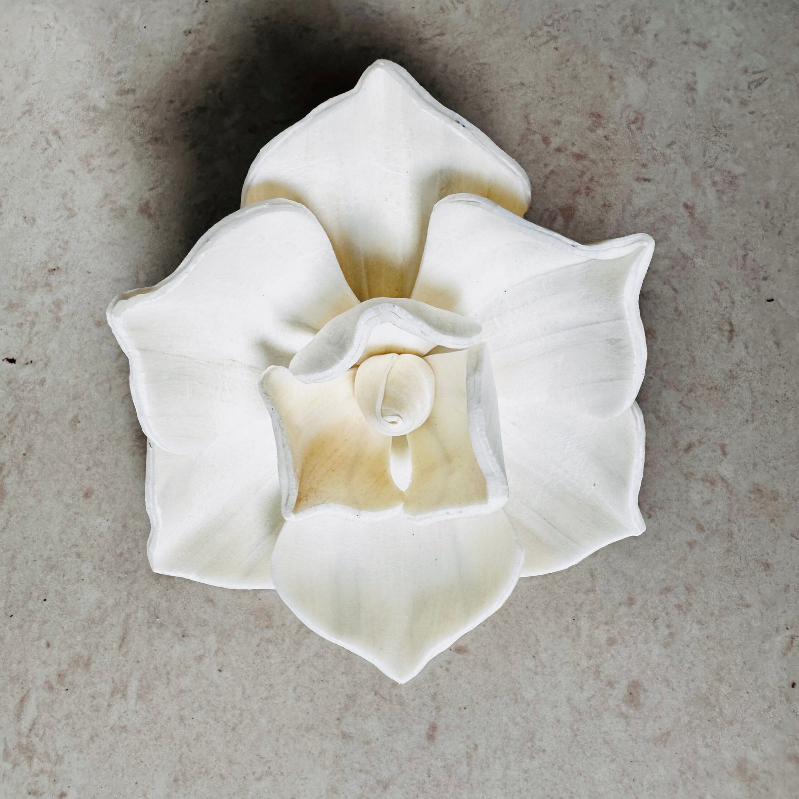 Magnolia Sola Flower - Image 4